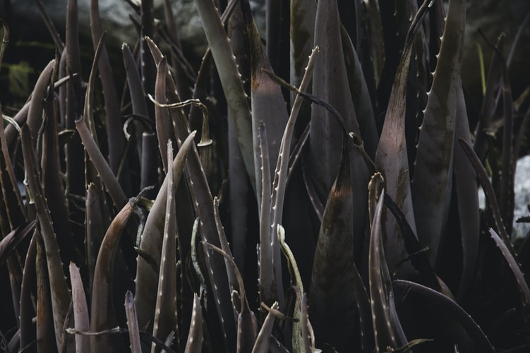 Aloe Vera Farming: Learn From This 10 Steps Beginner's Guide 4 Aloe vera farming