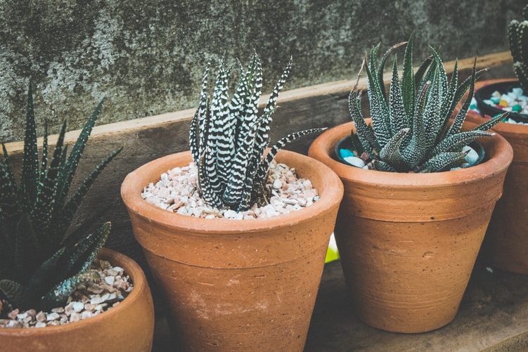 Aloe Vera Farming: Learn From This 10 Steps Beginner's Guide 5 Aloe Vera Farming: Learn From This 10 Steps Beginner's Guide 4