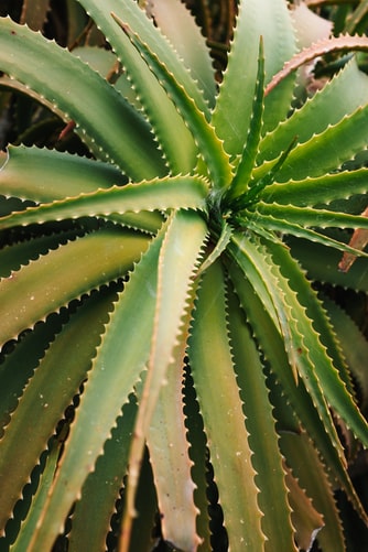 Aloe Vera Farming: Learn From This 10 Steps Beginner's Guide 3 Aloe Vera Farming: Learn From This 10 Steps Beginner's Guide 3