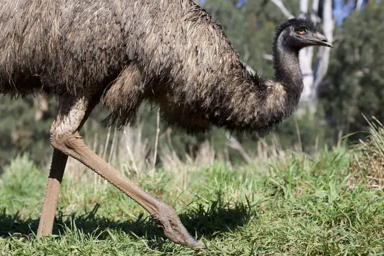 Why Choose Emu Farming