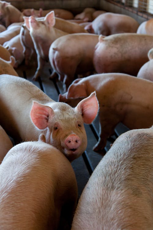 pig farming livestock farming
