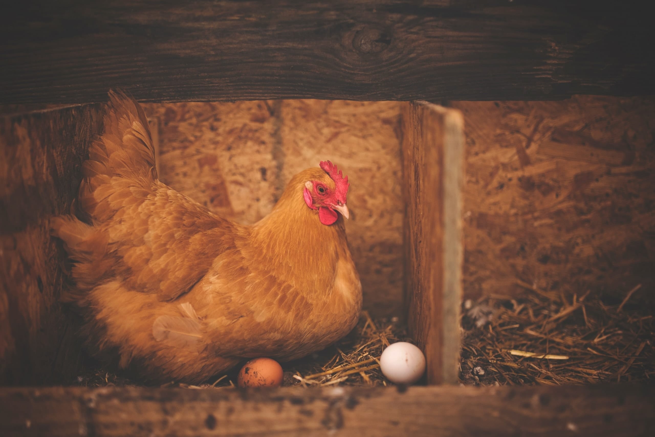chicken sitting on egg